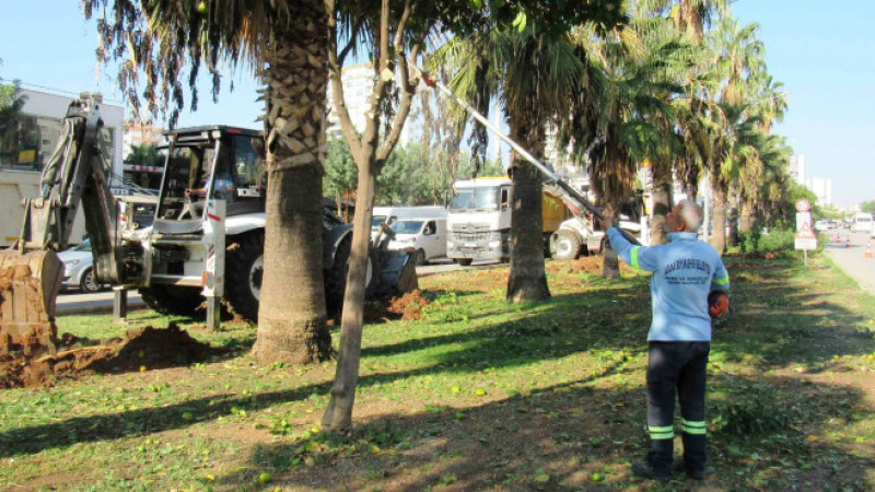 Kavşak düzenlemesi çalışmalarında ağaç kesimi yok, ağaç nakli var…